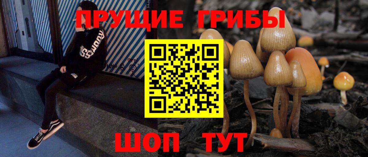 Галлюциногенные грибы Psilocybine cubensis  Вход с VPN  Реж  Псилоцибиновые грибы Psilocybine cubensis 